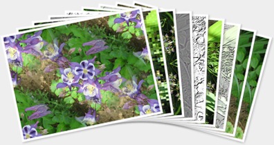 Vizualizare Flori...nemodificate genetic