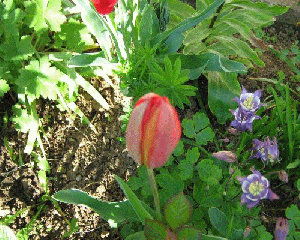 Tulip