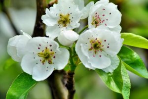 flori de păr primăvara,flori