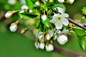 flori de vișin spring,flowers