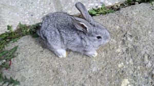 OLYMPUS DIGITAL CAMERA fotografie