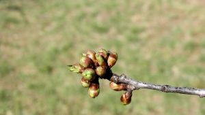 OLYMPUS DIGITAL CAMERA-Muguri de vișin,macro