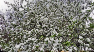 peisaj de primăvară spring