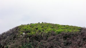 primăvara,pădure,forest