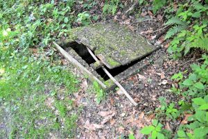 fântâna din pădure