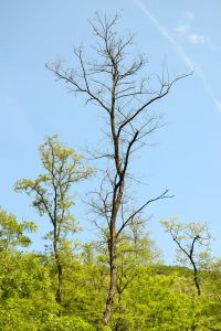 salcâm uscat pădure