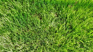 green grass in October