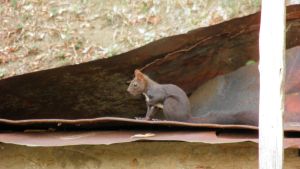 squirrel