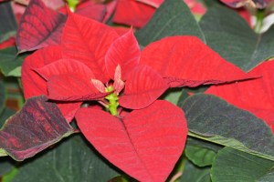 Euphorbia pulcherrima