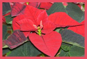 floarea poinsettia
