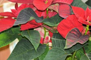 poinsettia 2012