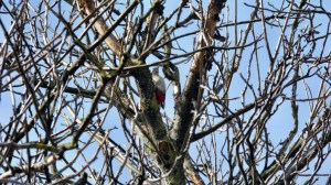 în căutare de viermișori