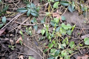 FotoSketcher - DSC_0002