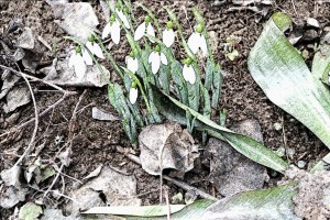 FotoSketcher - DSC_00141