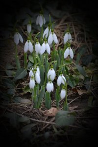 vignetare negru 100%