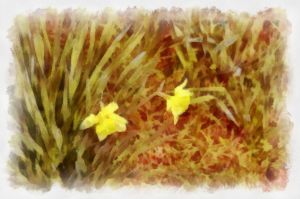 DSC_00052_DAP_Aquarell