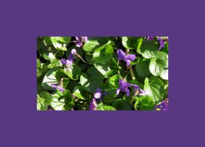 viorele cu bordura mare