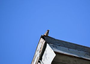 in virful casei cu mancarea-n cioc