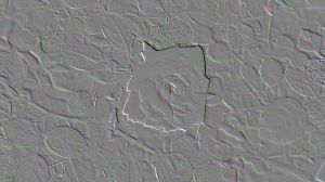 OLYMPUS DIGITAL CAMERA