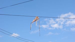 OLYMPUS DIGITAL CAMERA