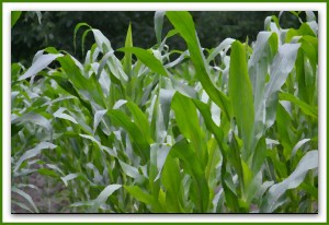 DSC_0024 - Copy - Copy