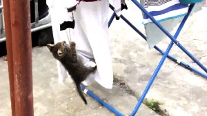 OLYMPUS DIGITAL CAMERA