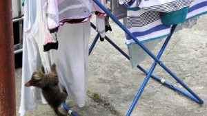 OLYMPUS DIGITAL CAMERA