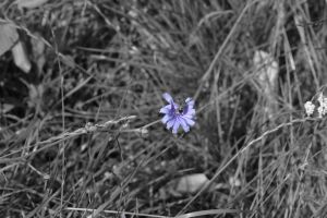 albina pe floarea de cicoare