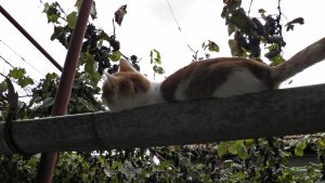 oare cine o sa culeaga strugurii