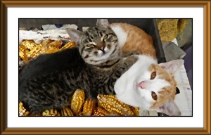 pictura nu avem chef de lucru