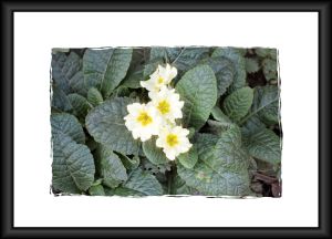 tablou primula cu stelute