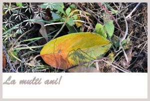 la multi ani