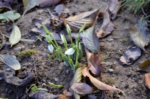 ghiocei 12 ianuarie 2014-1