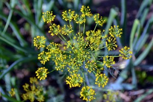 dill flower