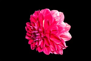 gheorghina-din-gradina-1