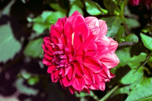 gheorghina-din-gradina