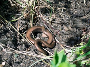snake in the garden