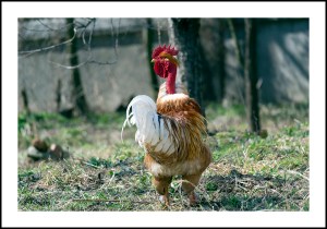 cocoș cu gâtul golaș