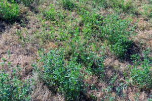 lucerna si iarba uscata (2)