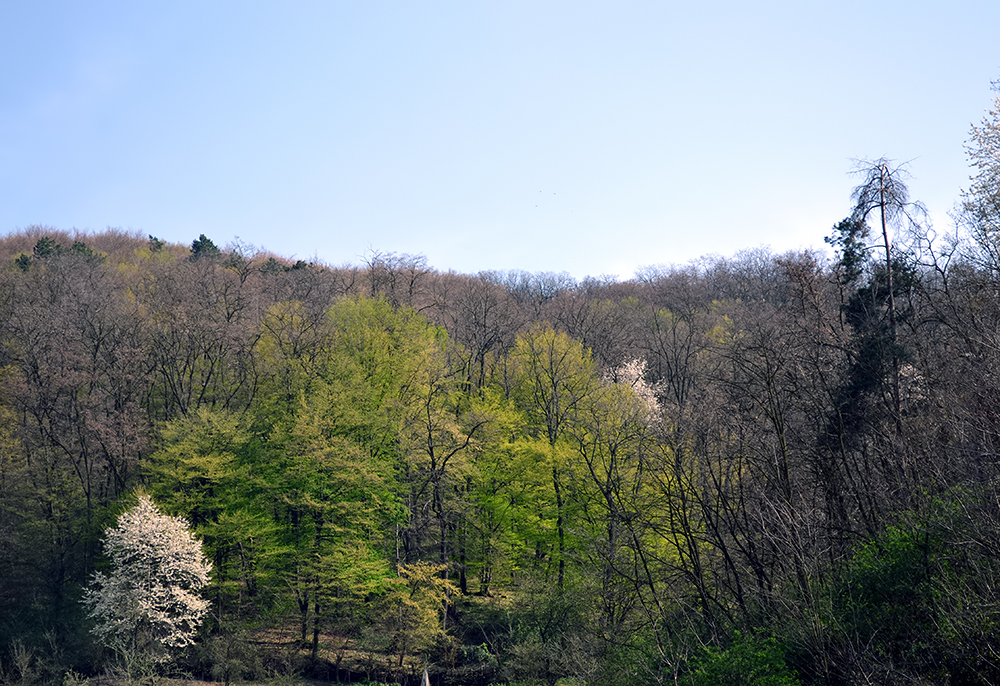 inceput de primavara